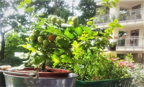 Uprawa owoców, warzyw i ziół w balkonowych skrzynkach